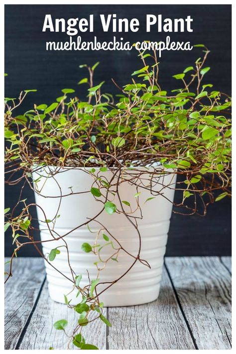 Learn about growing this beautiful houseplant commonly called Angel Vine in your home. Angel Vine Plant Care, Angel Vine Plant, Houseplant Decor, Houseplant Tips, Angel Plant, Indoor Gardening Supplies, Country Garden Design, Indoor Greenery, Container Garden Design