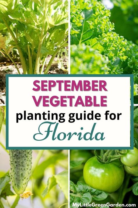 What To Plant In September, Fall Container Plants, Vegetable Planting Guide, Heat Tolerant Plants, Zone 9b, Fall Crops, Winter Garden Florida, Fall Veggies, When To Plant Vegetables