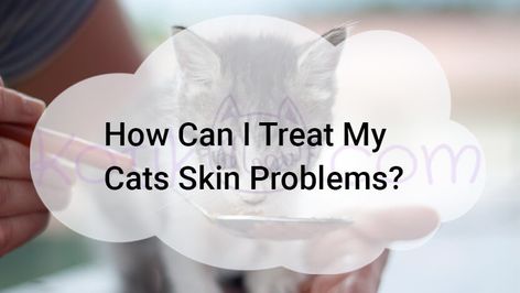 This is the main question that arises when your cat has a skin problem. This article contains information on how to diagnose a problem and how to treat it.How can I treat my cats skin problems? Contents Recognizing Cat Skin… Stop Cat From Overgrooming, Cat Skin Problems, Cat Acne, Dog Skin Problem, Itchy Face, Itchy Ears, Why Do Cats Purr, Bald Patches, Allergic To Cats