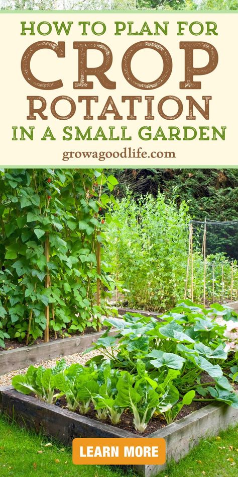 Raised Bed Crop Rotation, Garden Rotation Plan, Vegetable Rotation Plan, Small Plot Garden Ideas, Intensive Planting Vegetable Garden, Crop Rotation Charts Vegetable Garden, Crop Rotation Charts, Garden Crop Rotation, Garden Rotation