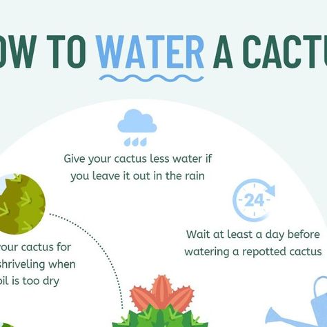 PictureThis - Botanist in Your Pocket on Instagram: "Proper watering is vital as it helps in cell production, blooming, and fruiting. Knowing how often you should water your cactus is essential. 🌳🌵💦 Here is a guide on how to water a cactus, if U have any good idea, please make a comment.👇 Download link is in the bio. 🆙 #cactus #cactuslover #cactusflower #waterplants #waterplant #cactusworld #plantcare #plantcaretips #picturethisai #picturethisapp" Cactus Water, March 16, Cactus Flower, Water Plants, Plant Life, Plant Care, Cactus, Water, Instagram