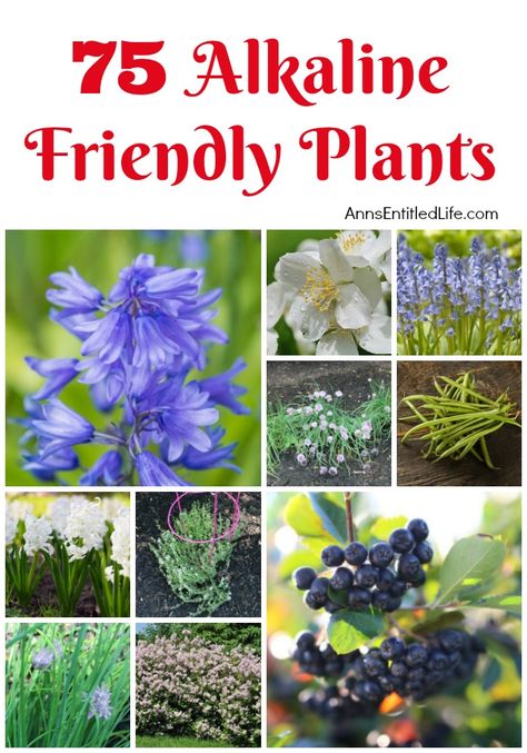 Alaska Garden, Garden 101, Alkaline Soil, Pastel Garden, Acid Loving Plants, Aloe Vera Plant, Sustainable Garden, Flowering Plants, Planting Vegetables