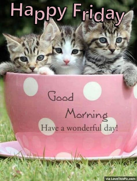 Happy Friday Good Morning Quote With Cats Happy Friday Blessings, Happy Friday Good Morning, Good Morning Cats, Happy Friday Morning, Friday Good Morning, Friday Cat, Friday Greetings, Friday Morning Quotes, Good Morning Cat