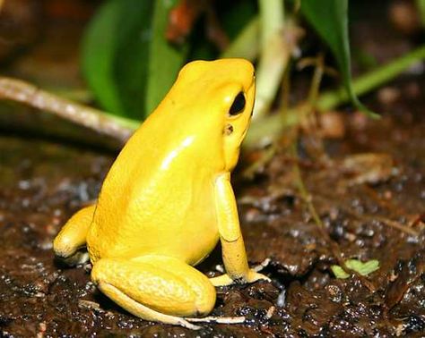 Golden Poison Dart Frog Frog Reference, Golden Mantella Frog, Poison Dart Frog Art, Golden Poison Frog, Poison Dart Frog, Golden Poison Dart Frog, Green Poison Dart Frog, Poisonous Animals, Golden Frog