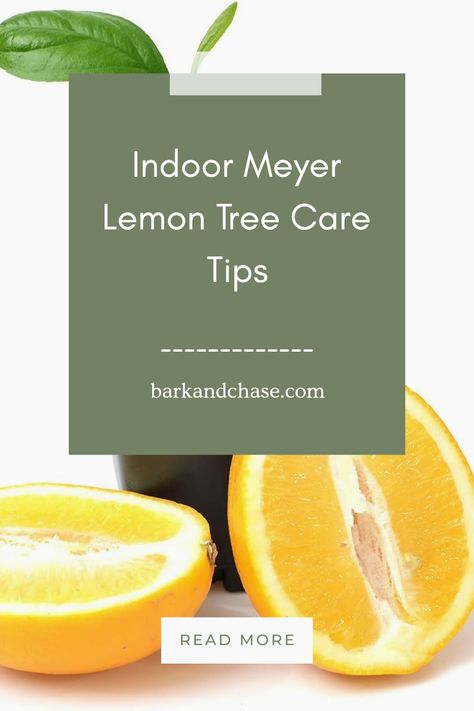 Want a thriving Meyer lemon tree indoors? Discover the best care practices for indoor Meyer lemon trees that will help you grow juicy, fragrant fruit right at home. From sunlight requirements to watering tips and soil preferences, we've got everything covered. Learn about pruning techniques and how to manage pests. You'll find practical advice to ensure your tree flourishes in any indoor setting with proper attention. Elevate your home greenery with vibrant lemons and make your space fresh and zesty! Meyer Lemon Tree Potted, Meyer Lemon Tree Care, Lemon Tree Indoors, Lemon Tree Care, Lemon Tree In Pot, Lemon Tree Potted, Indoor Lemon Tree, Home Greenery, Meyer Lemon Tree