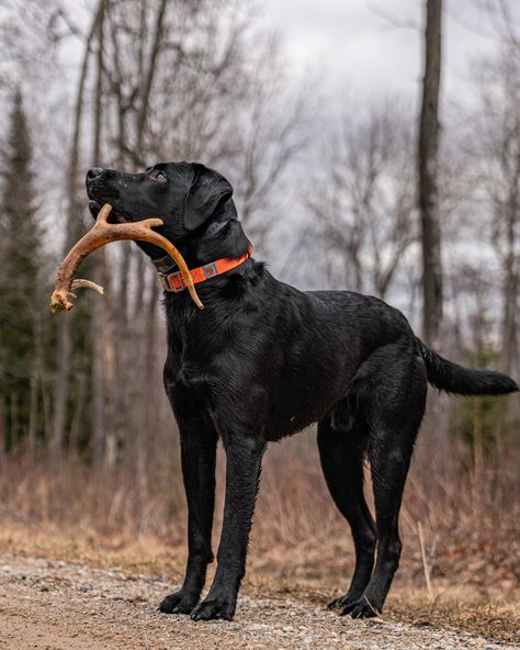 Hunting Labrador Retriever, Brett Core, Fit Labrador, Tiger Hunting, Shed Hunting, Hunting Birds, Dogs Hunting, Rottweiler Pictures, Hunting Animals