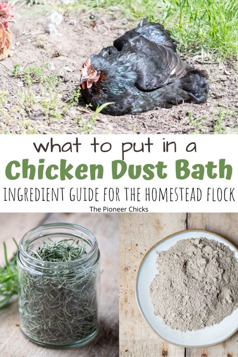 Chicken Dust Bath, Raised Bed Herb Garden, Dust Bath For Chickens, Chicken Raising, Dust Bath, Chicken Care, Chicken Life, Backyard Chicken Farming, Chickens And Ducks