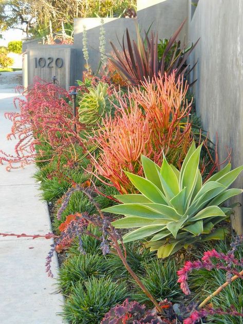 Dry Stream, Moderne Have, Succulent Landscape Design, Native Gardens, Rogers Gardens, Drought Tolerant Garden, Small Front Yard Landscaping, Drought Tolerant Landscape, Succulent Landscaping