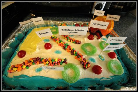 Labeled Plant Cell Cake Project | Recent Photos The Commons Getty Collection Galleries World Map App ... Plant Cell Cake Model, Plant Cells Project Ideas, Plant Cell Cake, Edible Animal Cell, 3d Plant Cell, Edible Cell Project, Cell Cake, Plant Cell Project, Edible Cell