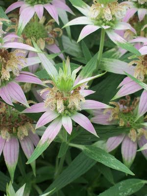 Spotted Bee Balm, Pond Planting, Bee Balm Flower, Meadow Plants, Flower Portraits, Pink Perennials, Florida Native Plants, Golden Afternoon, Garden 2023