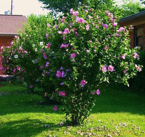 hibiscus bushes | Hibiscus Bush Rose Of Sharon Bush, Hibiscus Shrub, Hibiscus Flower Drawing, Hibiscus Bush, Growing Hibiscus, Hibiscus Garden, Hibiscus Tree, Hardy Hibiscus, Backyard Trees