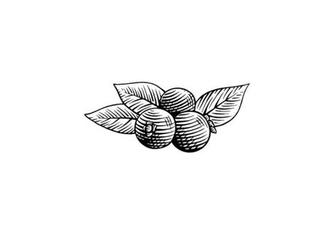 Steven Noble Illustrations: Blueberries Blueberry Drawing, Blueberry Tattoo, Steven Noble, Woodcut Tattoo, Jp Morgan, Stock Art, Site Design, Lotus Flower Tattoo, Blueberries