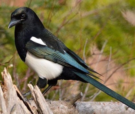 Black Billed Magpie, Magpie Nest, Nest Images, North American Birds, Vogel Tattoo, Southern Coastal, American Birds, Northern Nevada, Winston Salem North Carolina