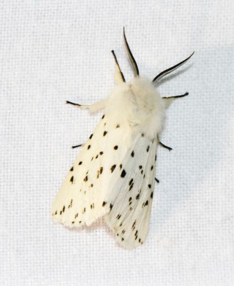 11 Spiritual Meanings Of White Moths: All You Need To Know Moth Meaning, Moth Symbolism, White Moths, Brown Moth, White Moth, Moth Fly, Strong Symbol, Parts Of The Earth, Urban Gardens