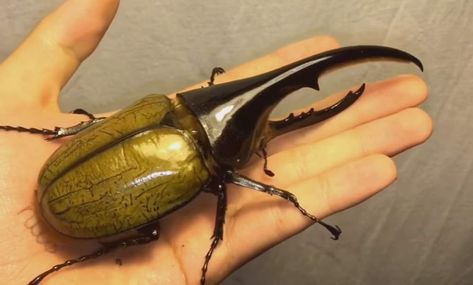 Largest insects: Hercules beetle (Dynastes hercules) Giant Huntsman Spider, Tarantula Hawk, Goliath Beetle, Huntsman Spider, Large Moth, Hercules Beetle, Rhino Beetle, Longhorn Beetle, Dog With A Blog