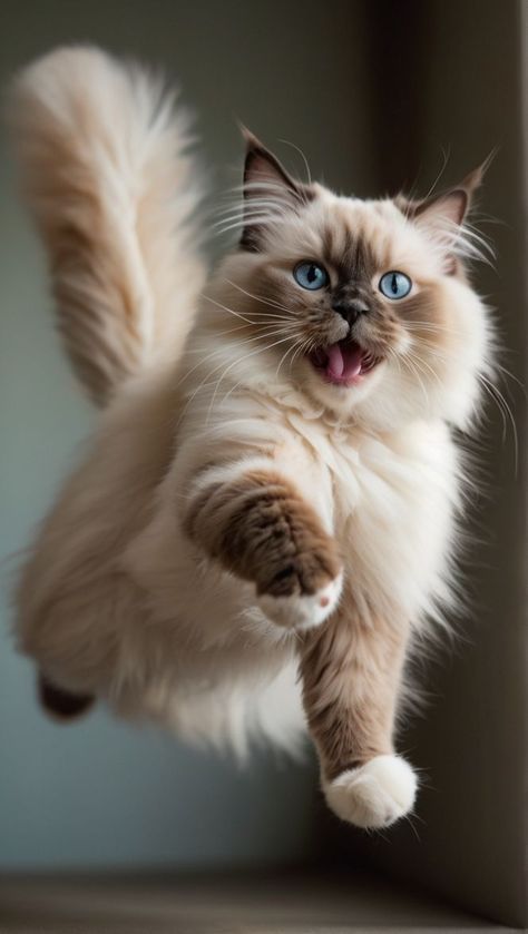 Ragdoll Cat Aesthetic, Fantasy Cat, Cutee Animals, Recipes Snacks, Cat Breeder, Ragdoll Cats, Cat With Blue Eyes, Long Haired Cats, Exotic Cats