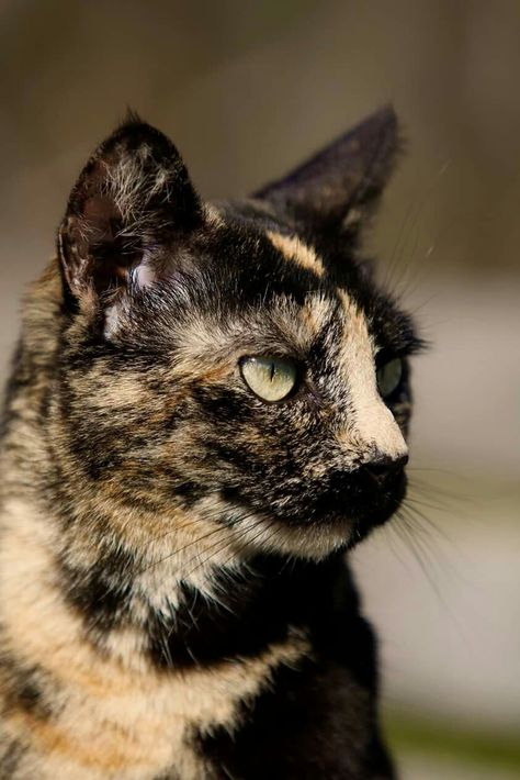 Turtle Shell Cat, Tortoise Shell Cat Aesthetic, Kitten Tortoiseshell, Cats Tortoise Shell, Tortoiseshell Cat Personality, Dark Tortoiseshell Cat, Tortoise Cat, Tortoise Shell Cat, Cat Stories