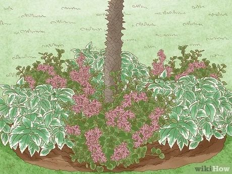 3 Ways to Create Tree Flower Beds - wikiHow Tree Base Flower Beds, Planting Flowers Around A Tree, Dogwood Shrub Landscaping, Flower Beds Under Trees, Planting Around Trees Base, Flower Bed Around Tree Ideas, Under Tree Flower Bed, Flowerbed Around Tree, Planter Around Tree