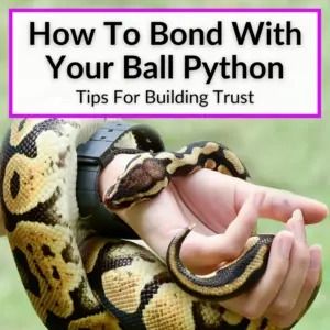 Knowing how to bond with your ball python is important if you want you snake to live a happy and healthy life. They key to getting your new snake to trust... Pink Ball Python, Ball Python Enrichment Ideas, Snake Enrichment Ideas, Diy Ball Python Enclosure, Bioactive Ball Python Enclosure Ideas, Snake Tank Setup Ball Python, Ball Python Enrichment, Snake Habitat Ideas, Ball Python Cage