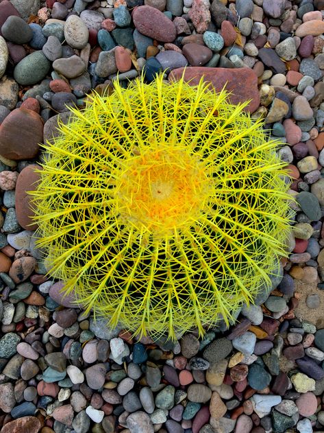 Mother-in-law's Cushion Otherwise, know as Golden Barrel Cactus or Golden Ball. It is a well-known species of cactus found in east-central Mexico. Symmetry In Nature, Cottonwood Az, Golden Barrel Cactus, Oak Creek Canyon, Coldwell Banker Real Estate, Barrel Cactus, Spring Months, Desert Garden, Sedona Az