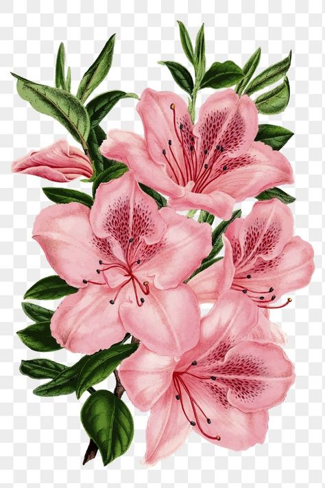 Pink Flower Drawing, Flower Drawing Tumblr, Free Flower Clipart, Rose Flower Png, Pink Flowering Trees, Simple Flower Drawing, Png Flowers, Vintage Botanical Illustration, Azalea Flower