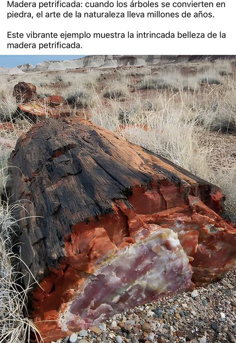 Petrified Forest National Park, Earth Illustration, Fossilized Wood, Water Aesthetic, Natural Highlights, Petrified Forest, Ancient Tree, Petrified Wood, Nature Animals