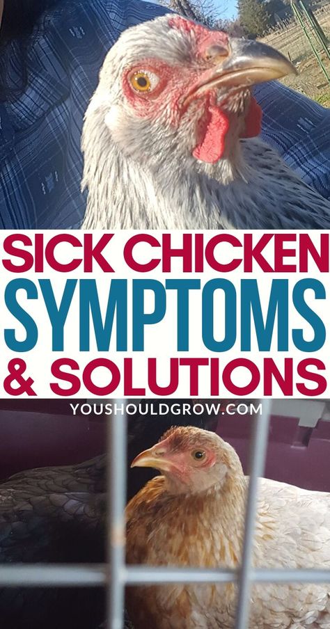 Pet Chickens Indoor, Chicken Husbandry, Chicken Behavior, Chicken Essentials, Caring For Chickens, Chicken Antibiotics, Chicken First Aid, Chicken Hacks, Chicken Care