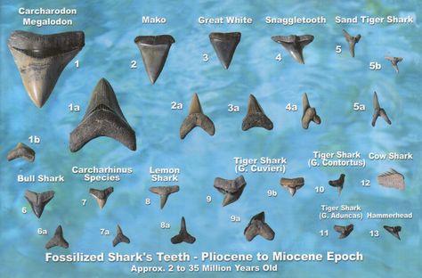 Fancy Schmancy: Shark's teeth Florida Fossils, Shark Teeth Crafts, Sand Shark, Shark Stuff, Sharks Teeth, All About Sharks, Shark Facts, Fossil Hunting, Bull Shark