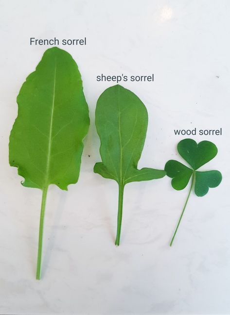 Sorrel – delicious, nutritious and free! Sorrel Plant, Adele Sypesteyn, Wild Crafting, Homeschool Binder, Food Foraging, Wild Foraging, Wild Food Foraging, Wood Sorrel, Plant Tips