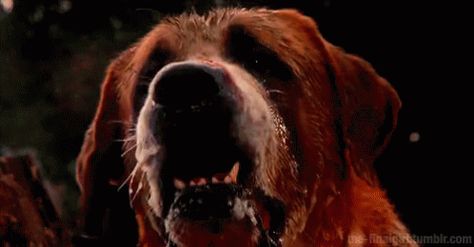 Horror Movie Gif : Cujo Horror Movie Gif, Dee Wallace, Movie Challenge, Horror Movie, New Beginnings, Tumblr Blog, Gif, Tumblr