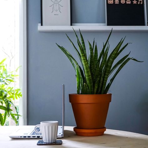 Money Trees Drying Up & Turning Brown? Here's How to Fix It - The Healthy Houseplant Plant On Table, Money Plant Care, How To Be Productive, Chinese Money Plant, Green Snake, Be Productive, Money Trees, Fiddle Leaf Fig, Plant Combinations