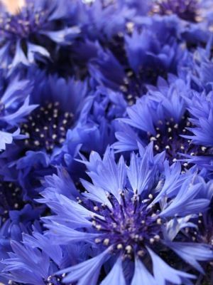 Preview daisies Behind Blue Eyes, Bachelor Buttons, Blue Garden, All Things Purple, Dead Sea, The Grass, Exotic Flowers, Flower Beauty, Beautiful Blooms