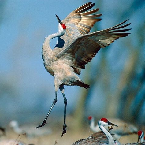 Joy - Sandhill Crane. Platte River Valley, Nebraska. By Michael Forsberg.   #greatplains #audubon #protectprairie #plattebasintimelapse Crane Dance, Sandhill Crane, Animal Study, Crane Bird, Australian Birds, Bird Pictures, Exotic Birds, Birds Tattoo, Bird Photography