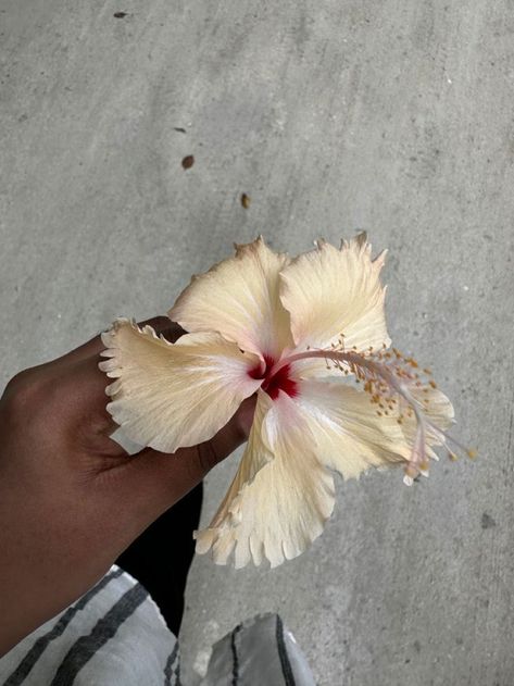 White Hibiscus Flower Aesthetic, White Beach Aesthetic, Hibiscus Flower Bouquet, Hibiscus Flower Aesthetic, Hibiscus Aesthetic, White Hibiscus Flower, Flowers Hibiscus, White Hibiscus, Nothing But Flowers