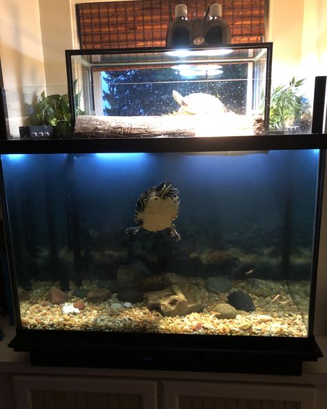 60 Gallon Turtle Tank Ideas, Turtle Tank Ideas, Turtle Tanks, Tank Terrarium, Animal Enclosures, Turtle Aquarium, Turtle Care, Aquatic Animal, Fish Tank Terrarium