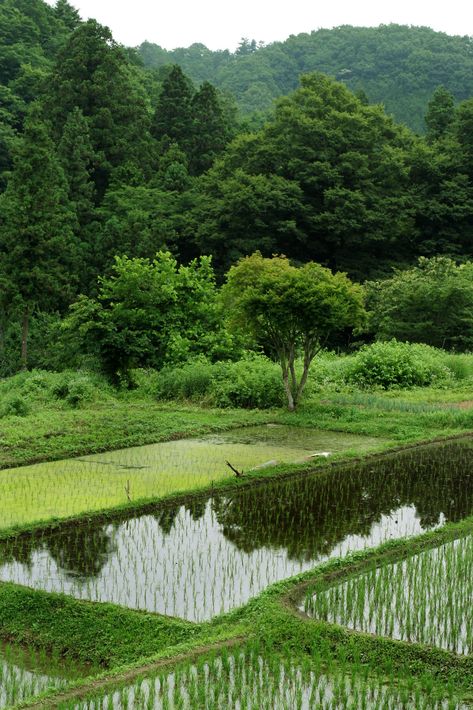 Rice Farming, Farming Technology, Rice Paddies, Rice Paddy, Rice Fields, Rice, Trees, India, Technology