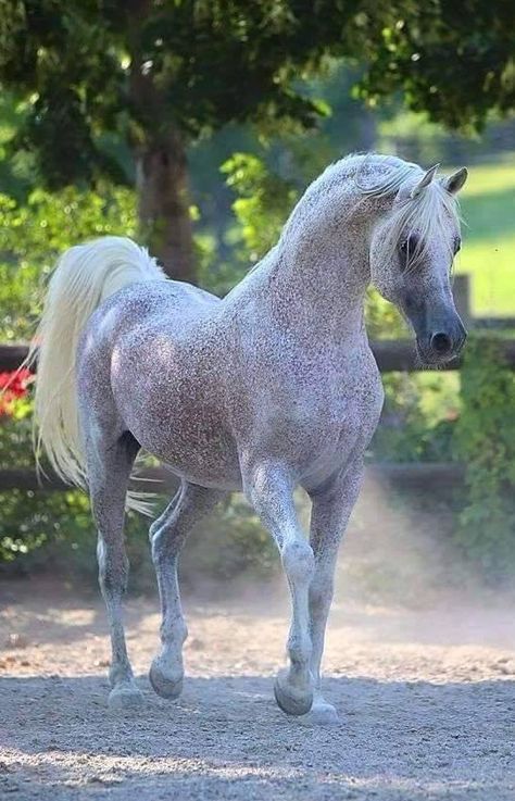 Dapple grey Arabian horse with flea bitten pattern coat. So pretty! Cai Arabi, Arabian Stallions, Beautiful Arabian Horses, Most Beautiful Horses, Grey Horse, Majestic Horse, Horse Crazy, Horse Equestrian, White Horses