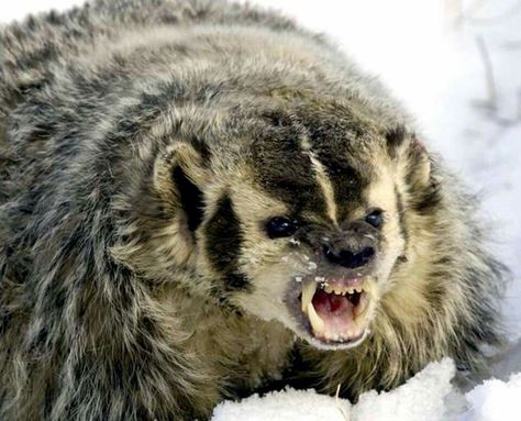 Wisconsin Badgers American Badger, Angry Animals, Honey Badger, Wisconsin Badgers, Ferret, Spirit Animal, Badger, Animal Kingdom, Animals And Pets