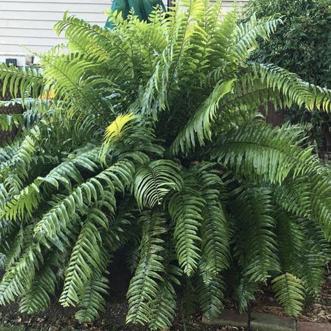 Macho Fern - Nephrolepis biserrata | Proven Winners Macho Fern, Evergreen Ferns, Bali Garden, Ferns Garden, Hardiness Zones, Boston Fern, Lily Bulbs, Fern Plant, Plants Indoor