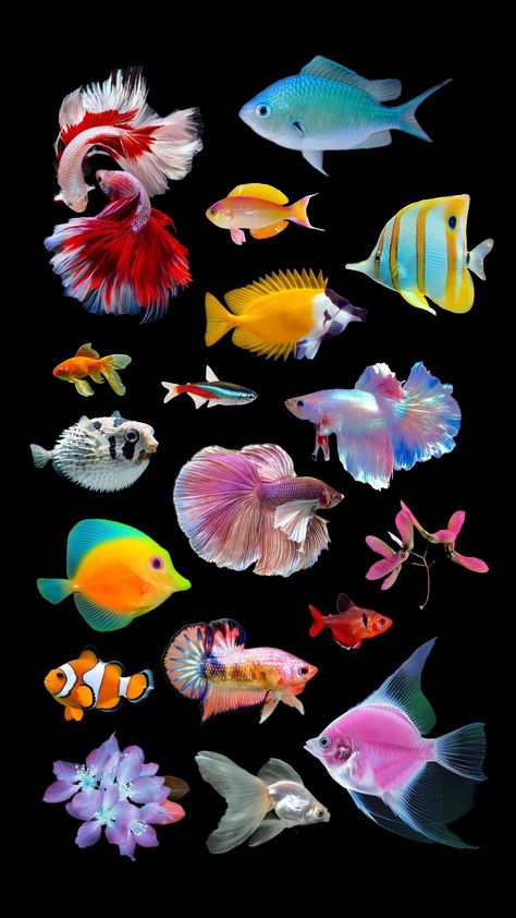 #fishies #fish #tropical #tropicalaesthetic Fish Reference Photo, Tropical Fish Photography, Tropicalcore Aesthetic, Sea Life Photography, Fish Oc, Aesthetic Fish, Fish Reference, Spongebob Musical, Aquarium Inspiration