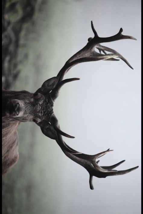 Stag swag Regard Animal, Oh Deer, Wild Life, Nature Animals, 귀여운 동물, An Animal, Antlers, Beautiful Creatures, Bald Eagle