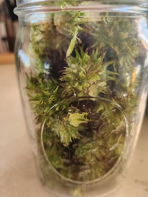 Tincture Made From Sweet Gum Tree Balls – Nature’s Possible Tamiflu – Hawk Point Hobby HomeStead Sweet Gum Tincture, Sweet Gum Balls Witchcraft, Boneset Tincture, Sweet Gum Ball Tincture, Herb Salve, Medicinal Trees, Tincture Recipes, Sweet Gum Tree, Medicinal Recipes