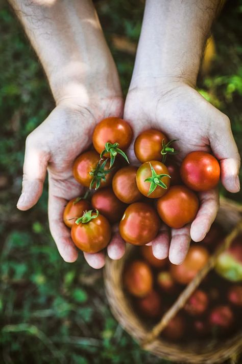 When to Pick Tomatoes: Summer Gardening Ideas - Tomatoes can be a great addition to any summer garden, and knowing when to pick them will ensure you have the best-tasting tomatoes possible. To help you get the most out of your tomato harvest, we’ve put together some tips for when to pick tomatoes, as well as other summer gardening ideas. Read on to learn more about harvesting tomatoes and how to tell when tomatoes are ripe. Starter Garden Ideas, When To Pick Tomatoes, Preserving Peppers, Best Tasting Tomatoes, Starter Garden, Vegan Coleslaw, Backyard Vegetable Gardens, Organic Vegetable Garden, Canning Tomatoes