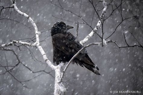 Pic of the Week (November 17, 2014): BW121 Raven in Birch. " Ship Artwork, Crows Ravens, Top Video, First Snow, All Birds, Nature Photographs, Wildlife Art, Food Food, Black Bird