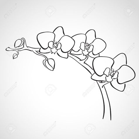 Simple Orchid Drawing, Orchid Illustration, Orchid Drawing, Branch Drawing, Simple Flower Drawing, Orchids Painting, Pencil Drawings Of Flowers, Orchid Tattoo, Flower Line Drawings