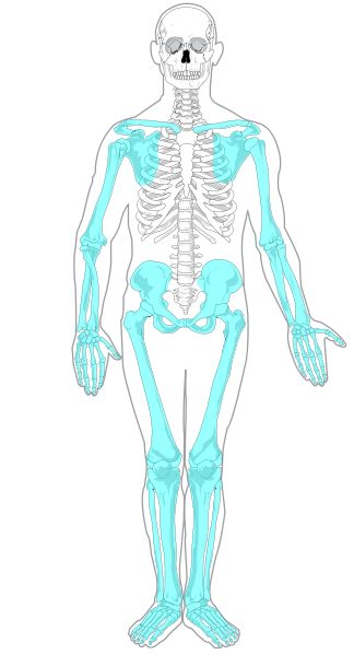 Appendicular skeleton Skeleton Diagram, Appendicular Skeleton, Axial Skeleton, Alexander Technique, Calming Pictures, Skeleton Anatomy, A Level Biology, Medicine Studies, Nurse Inspiration