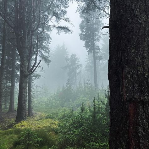 Even the rainy days in Moray Speyside have their own beauty! 🌧️🍃 #EscapeYourEveryday Crannoch Woods near Cullen offers a serene escape, where the rain adds a touch of magic and intrigue. Perfect for a peaceful walk and a moment of reflection amidst nature. 📌 - Crannoch Woods, Moray Speyside 📷 - @livingthepilife #visitmorayspeyside #morayspeyside #moray #speyside #crannochwoods #crannoch #cullen #scotland #scottish #visitscotland #discoverscotland #discovercullen #unlimitedscotland #rain Speyside Scotland, Visit Scotland, Nature Aesthetic, Rainy Days, The Rain, Mother Nature, Scotland, Minecraft, Vision Board