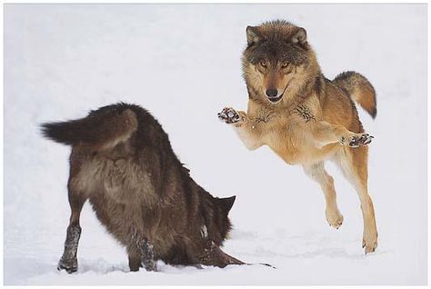 Wolf Picture, Wolf Poses, Wolf World, Wolf Photos, Wolf Love, Wild Wolf, Wolf Pictures, Beautiful Wolves, Wolf Spirit