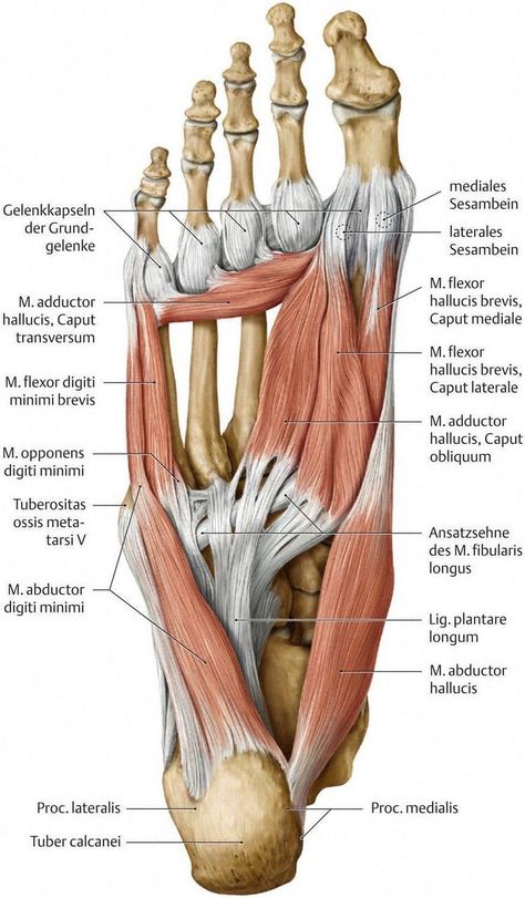 Muscle Physiology, Ankle Anatomy, Muscles Anatomy, Human Muscle Anatomy, Foot Anatomy, Anatomy Physiology, Hip Flexor Stretch, Human Body Anatomy, Muscle Anatomy