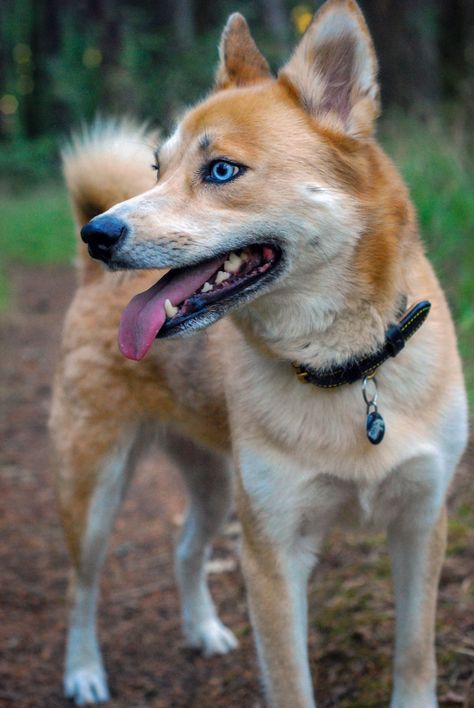 Big Doggies, Shiba Inu Mix, V Cute, Husky Mix, Shiba Inu, Puppy Dog, Husky, Cute Dogs, Cute Animals